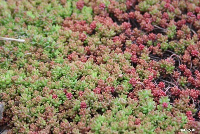 sedum